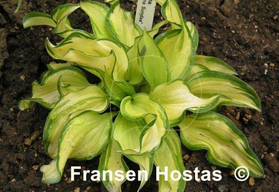 Hosta Banana Sundae